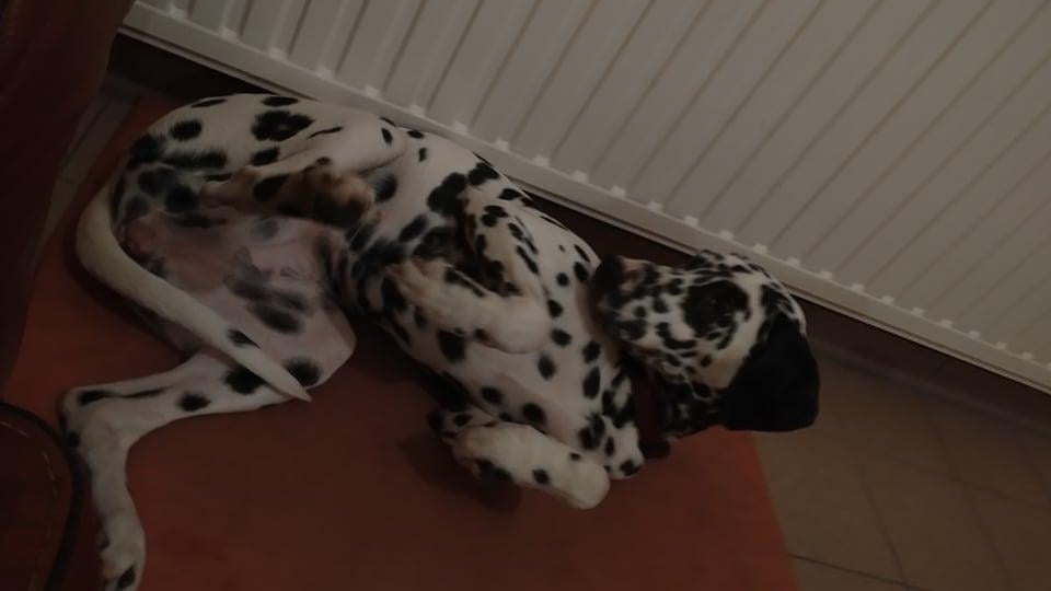 Een hond die op de grond ligt.