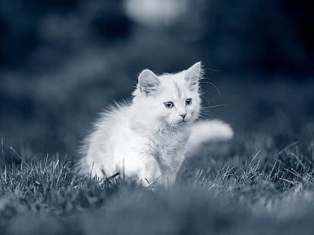 Een wit katje dat in gras loopt.