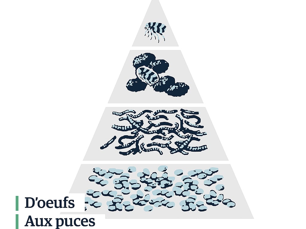Une pyramide de différents types de vers.
