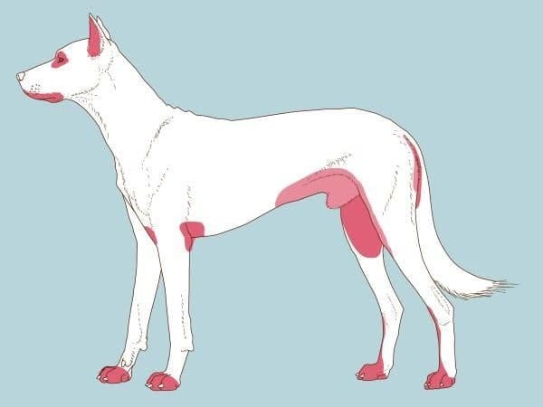 Un chien blanc avec des taches roses.