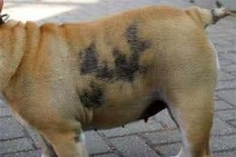 Een hond met zwarte vlekken erop.
