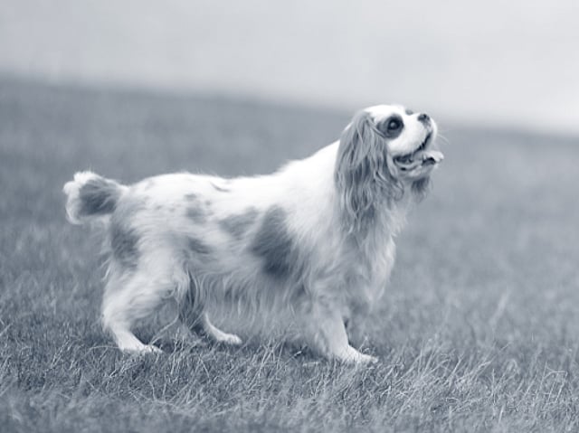 cavalier-king-charles-spaniel