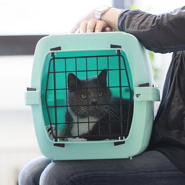 Kat in transportbox