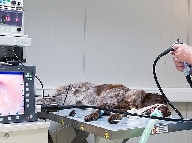 Een persoon in een scrub die een slang vasthoudt aan een hond die op een tafel ligt.
