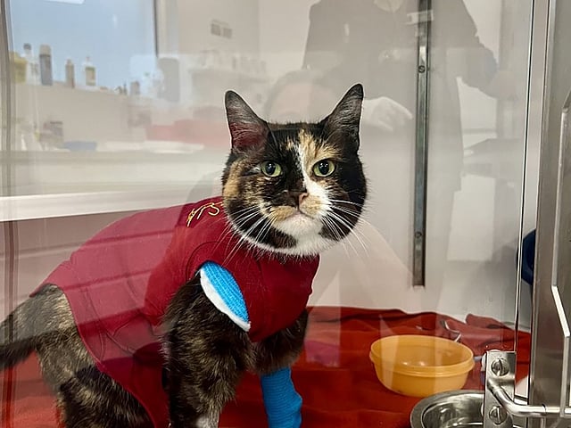 Een kat met een rood shirt en een gipsverband op zijn been.