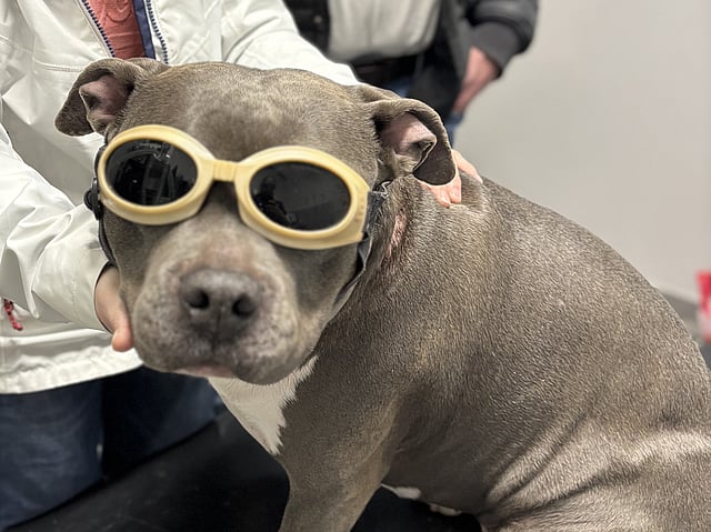 Een hond met een veiligheidsbril.