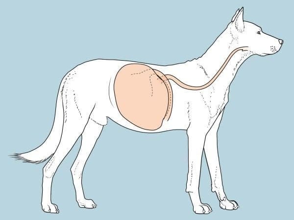 Een hond met een maag.