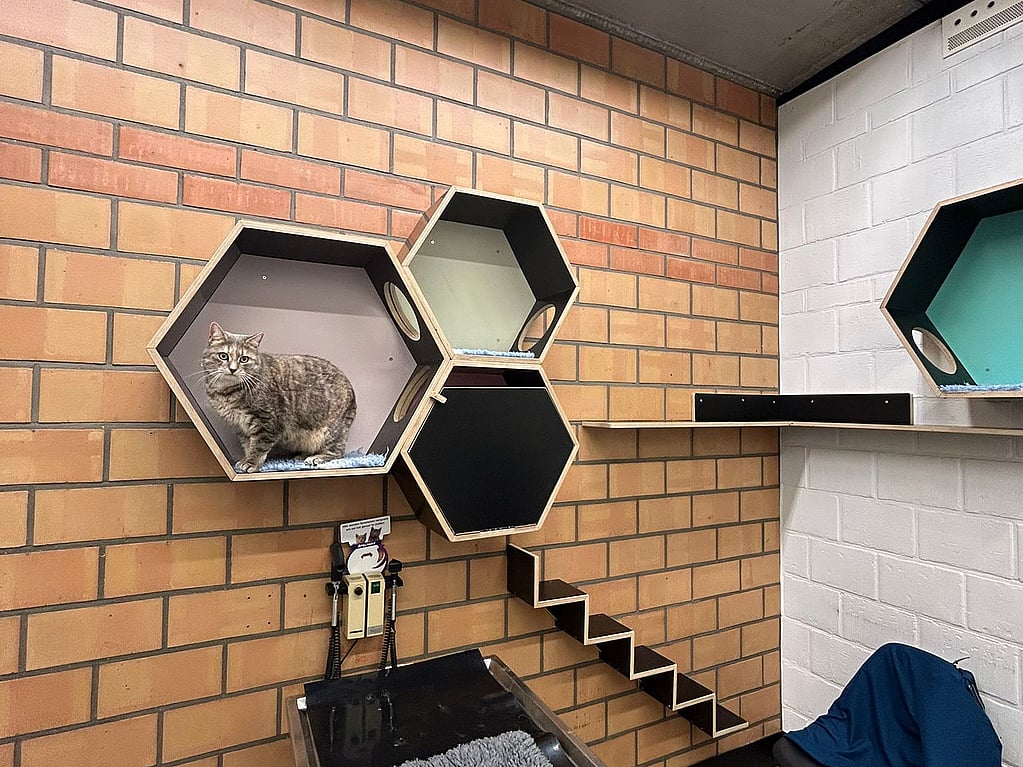 Een kat in een kooi.