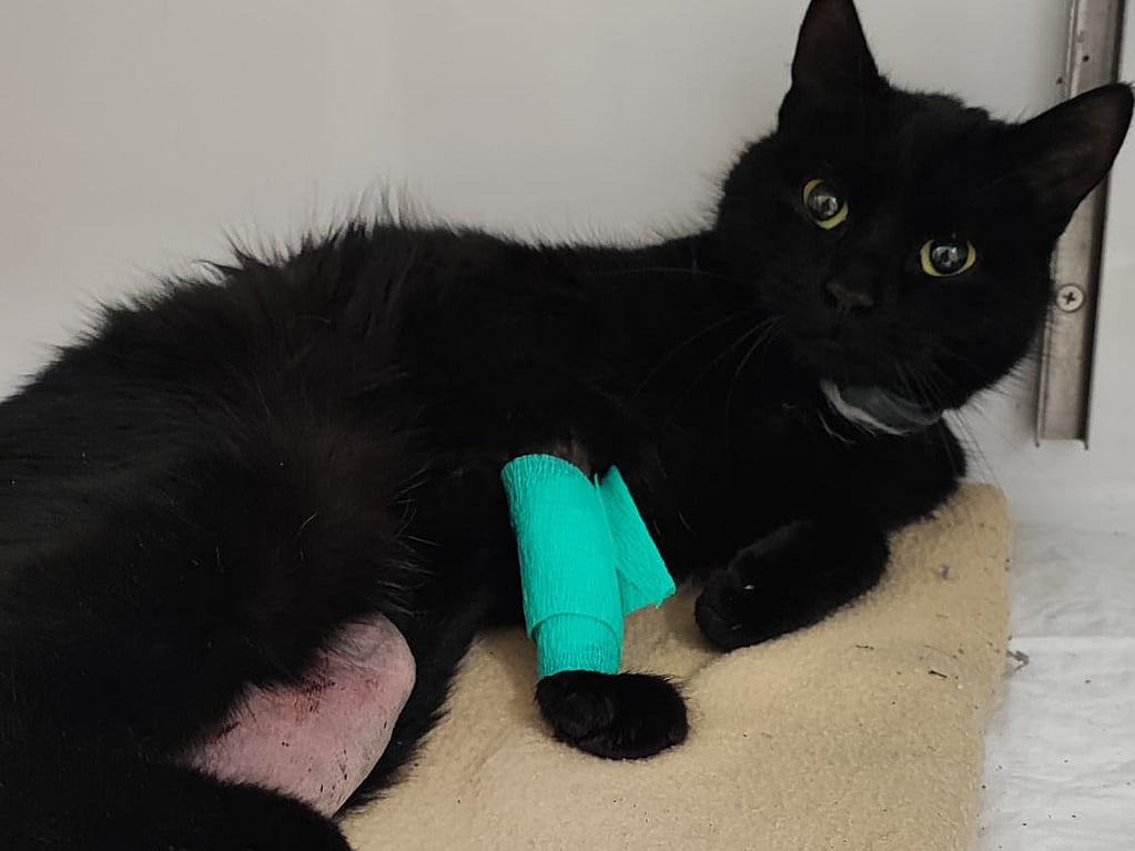 Un chat noir avec un bandage sur la patte.