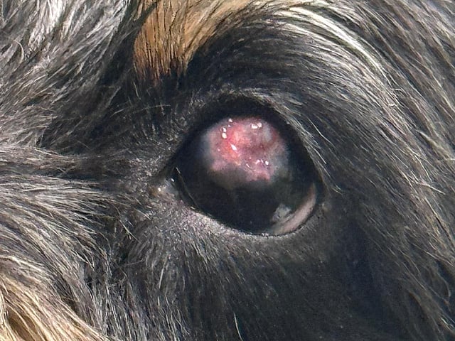 Een close-up van het oog van een hond.