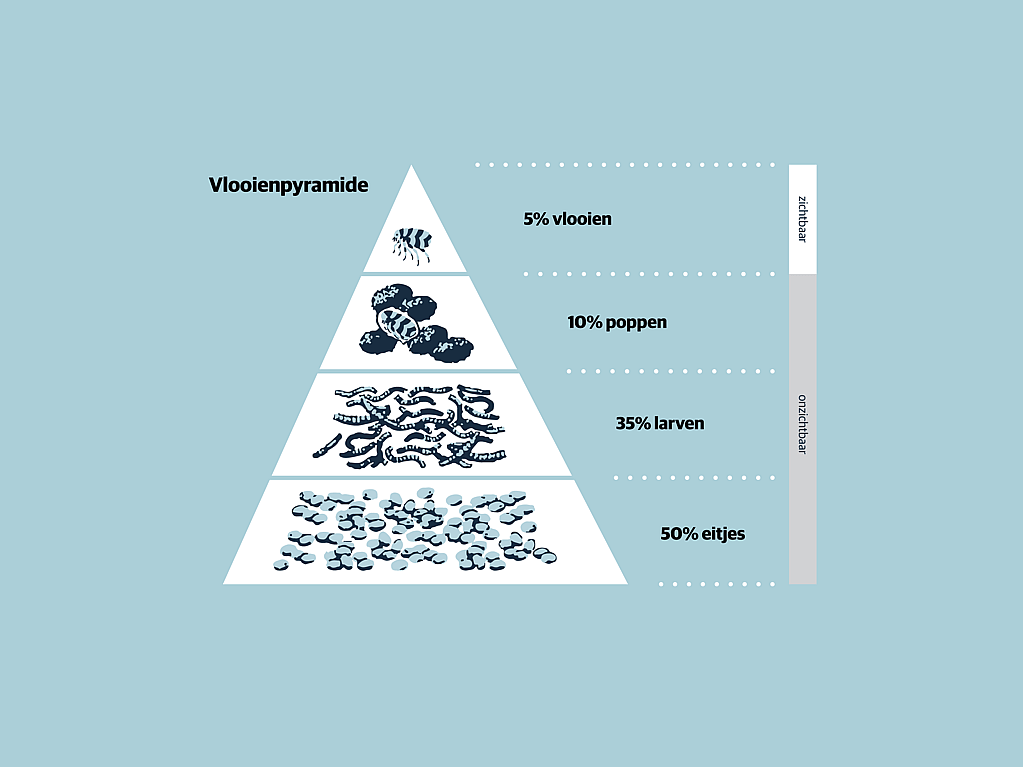 Een diagram van een voedselpiramide.
