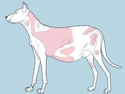 Een hond met roze vlekken op zijn buik.