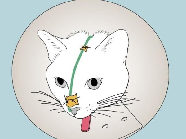 Un chat avec un nez coincé dans un tube.