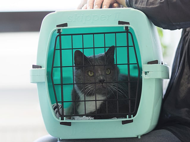 Kat in transportbox
