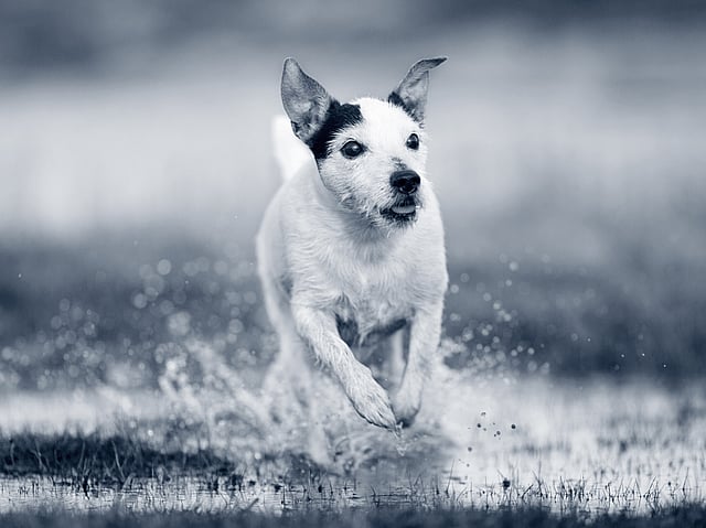 Hond in het water