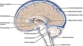 Un schéma du cerveau.