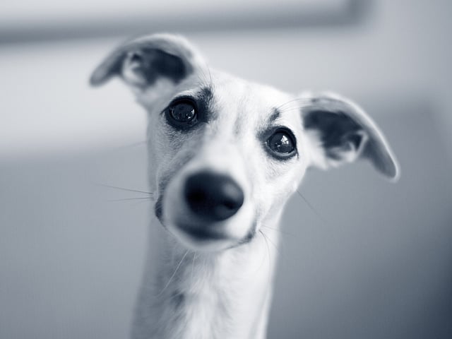 Hond kijkt in de camera