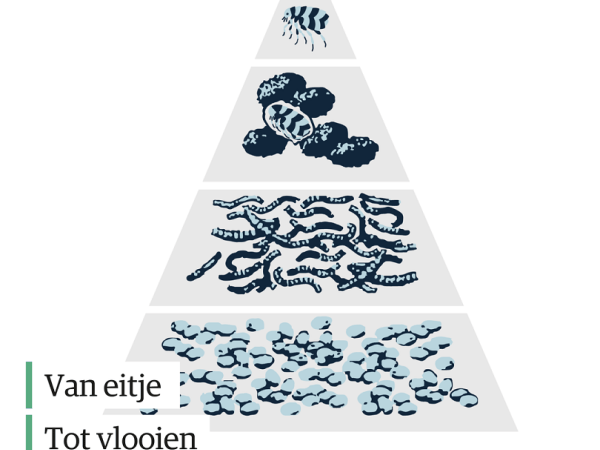 Een diagram van een verscheidenheid aan bacteriën.