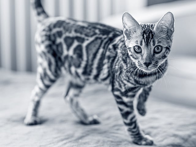 Nieuwsgierige kat