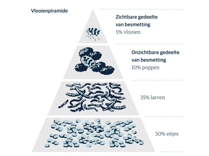 Een diagram van een piramide met verschillende soorten wormen.