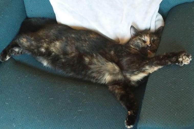 Een kat liggend op een bank.