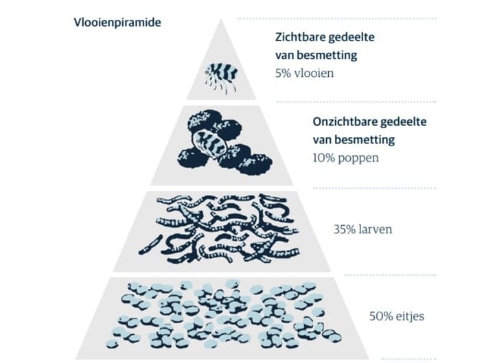 Een diagram van een piramide met verschillende soorten wormen.