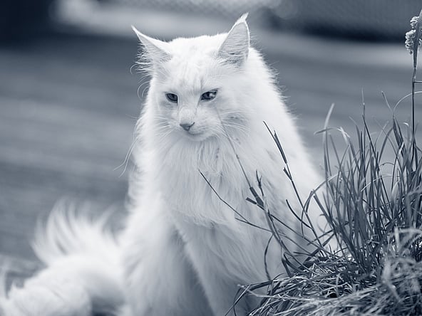 Een witte kat die naast een plant zit.