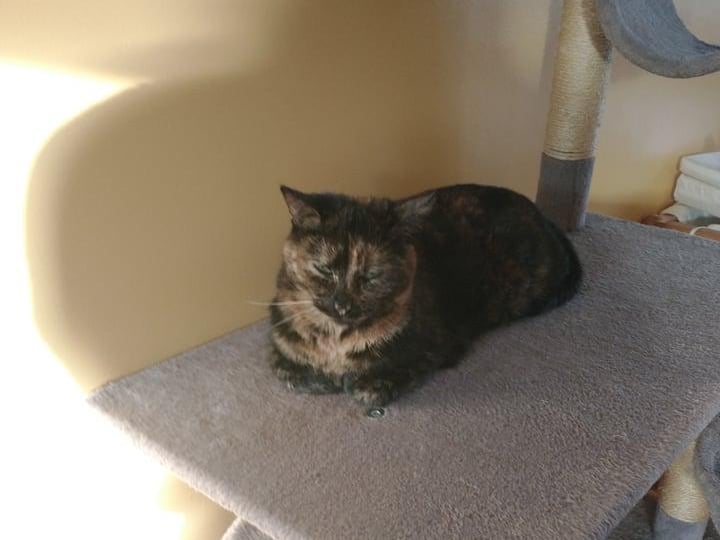 Un chat allongé sur un arbre à chat.