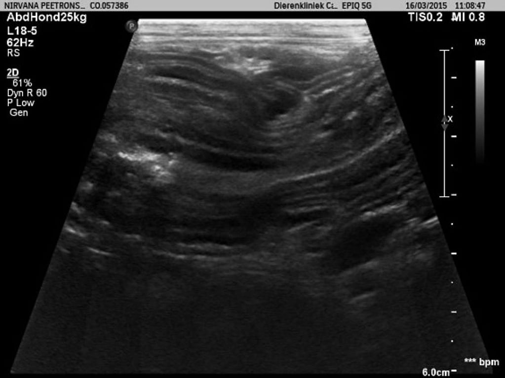 Een close-up van een echografie.