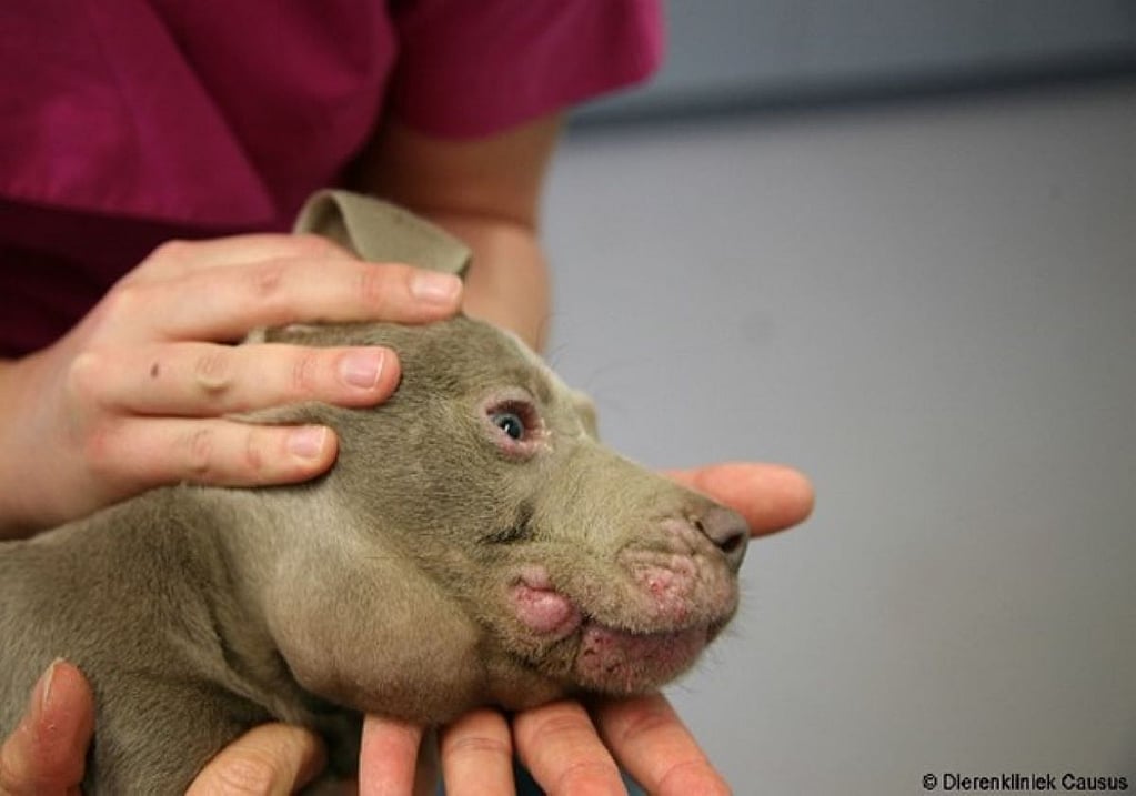 Een persoon die een hond vasthoudt.