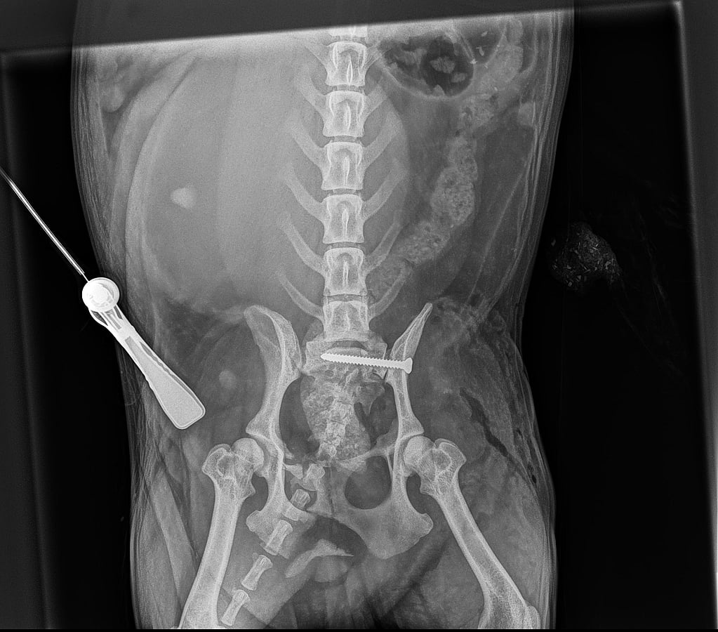 Laila Postoperatief