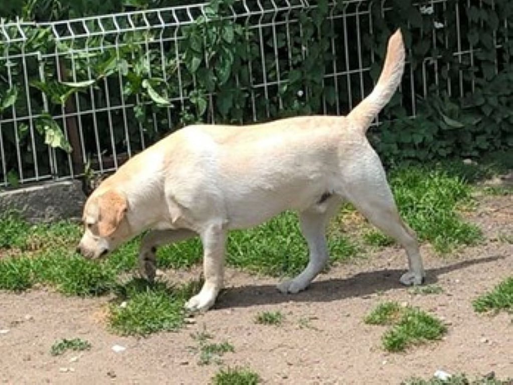 Een hond die zich in de modder bevindt.