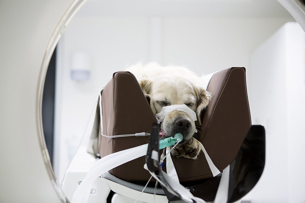 Un chien au visage bandé allongé sur une chaise.