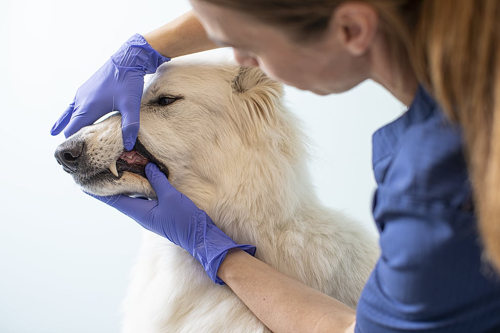 Een persoon in blauwe handschoenen die de mond van een hond aanraken.