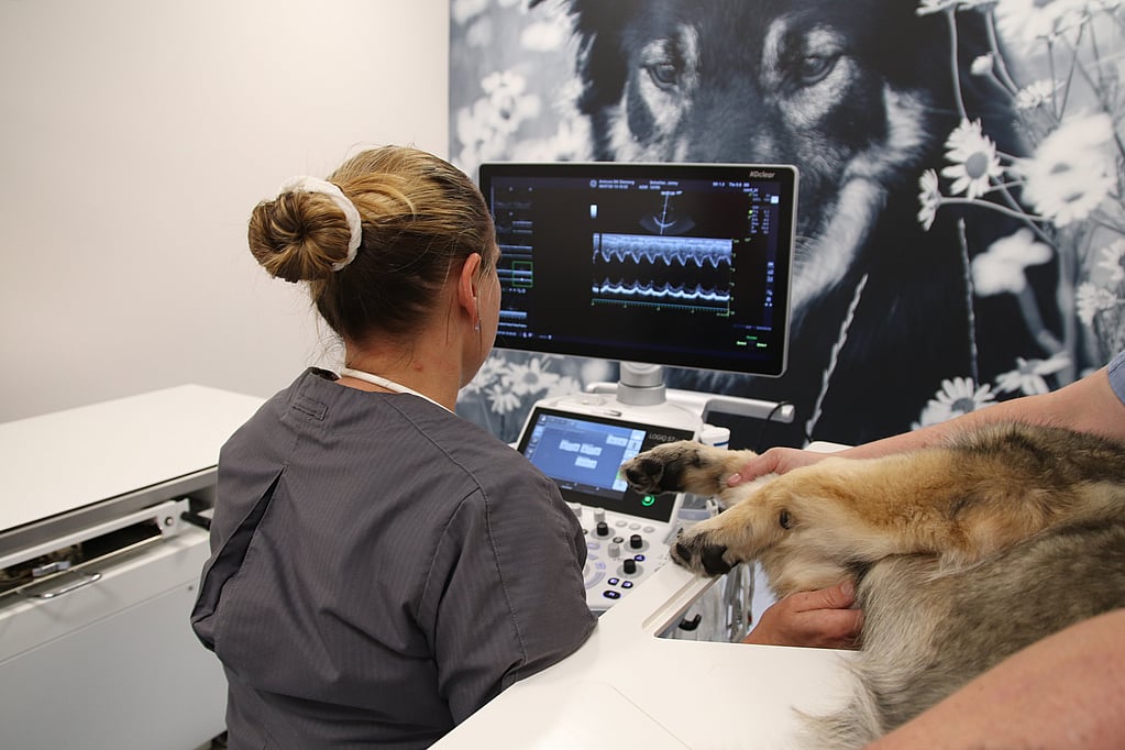 Een hond die door een arts wordt onderzocht.