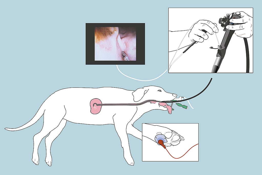 Een diagram van een hond met een intraveneus systeem.