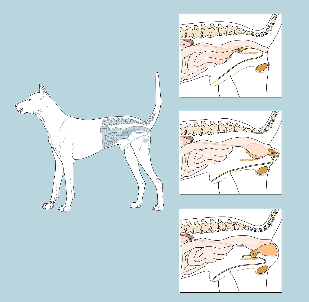 Een hond met de anatomie van de inwendige organen.