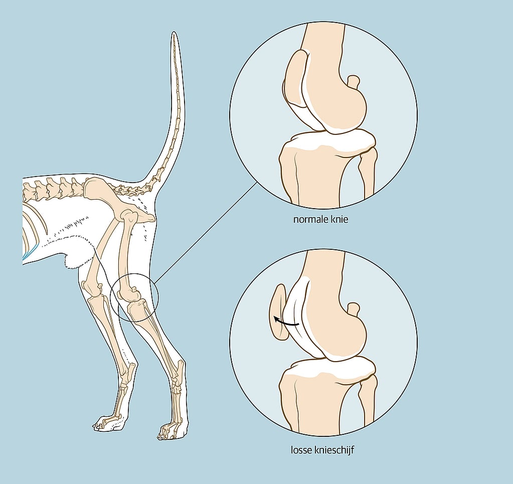 Een diagram van het bot van een hond.