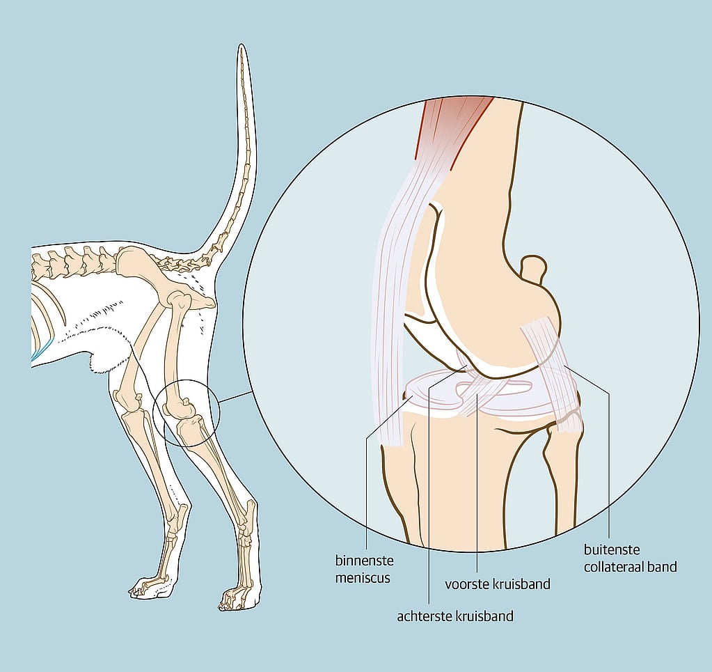 Een diagram van het lichaam van een hond.