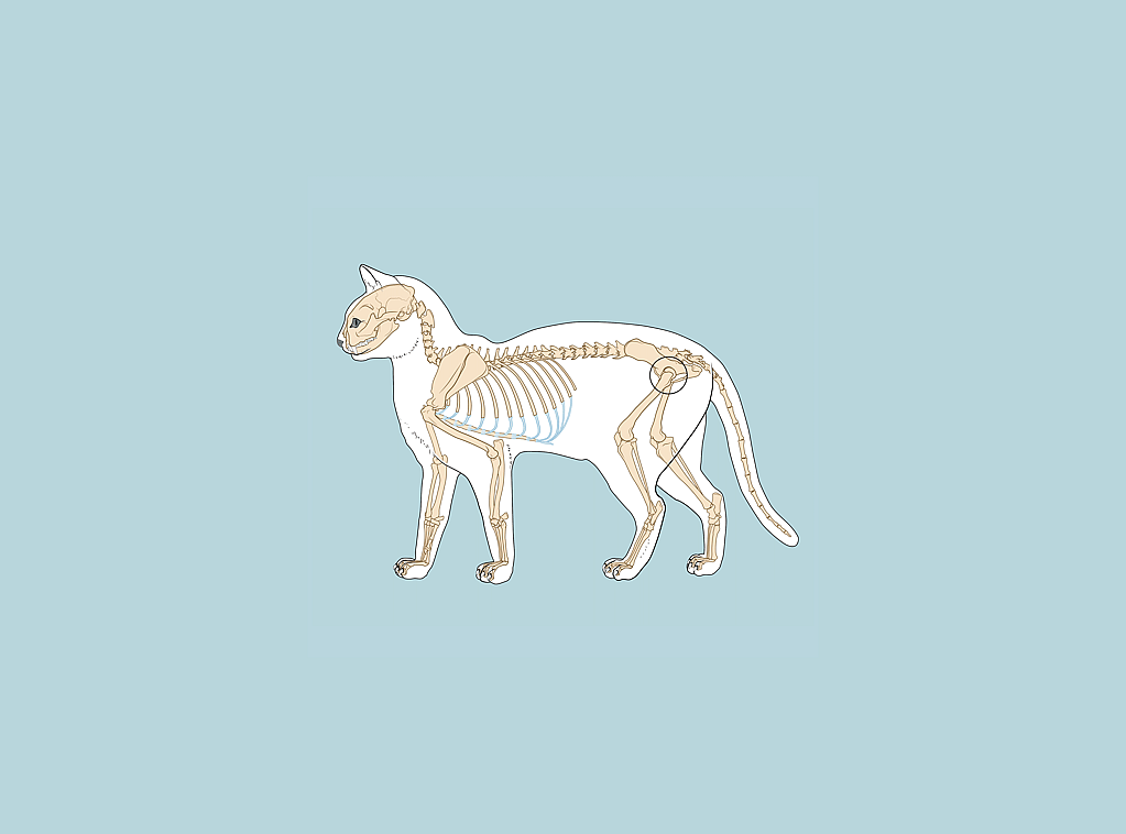Une anatomie de chat sur fond bleu.