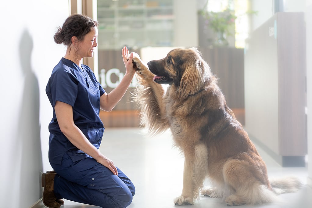 Een persoon die een high five geeft aan een hond.