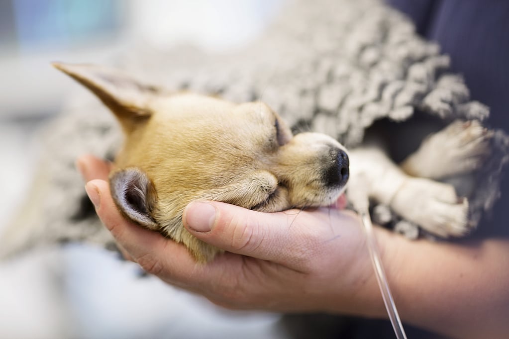Een persoon die een hond vasthoudt.