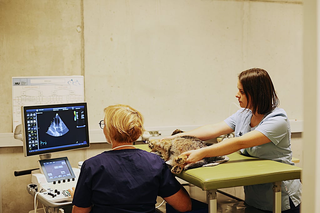 Een persoon en een hond die een computer bekijken.
