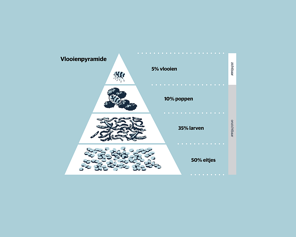 Een diagram van een voedselpiramide.