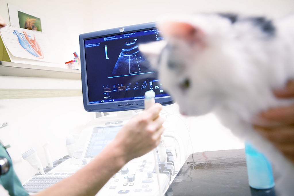 Een kat die een computerscherm bekijkt.