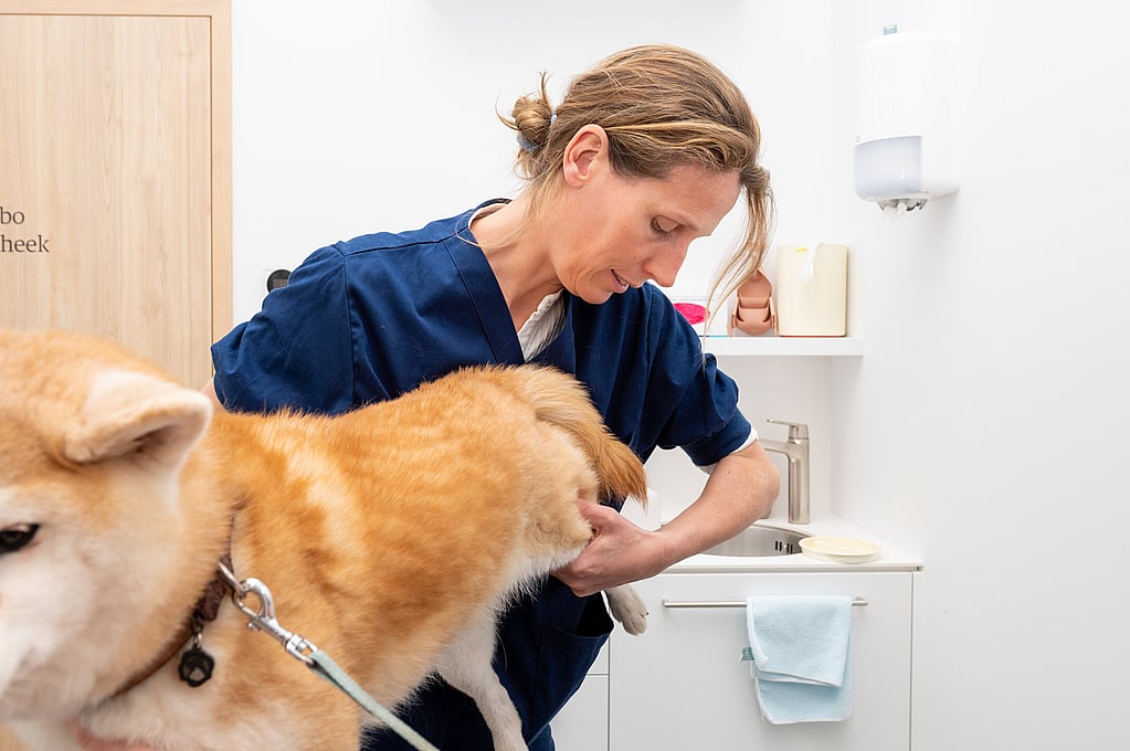 Een persoon in een blauwe scrubs die een hond houden.