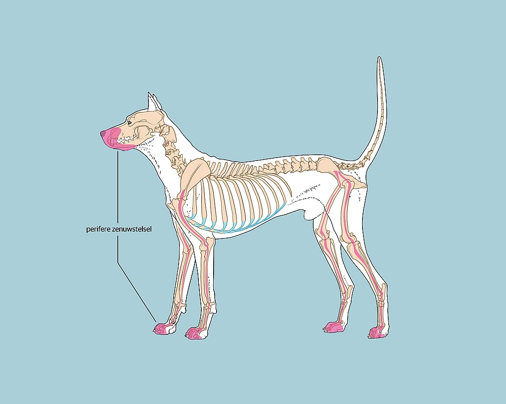 Een diagram van een hond.
