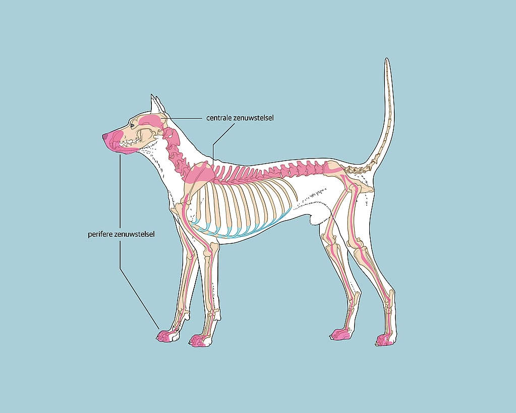 Een diagram van een hond.