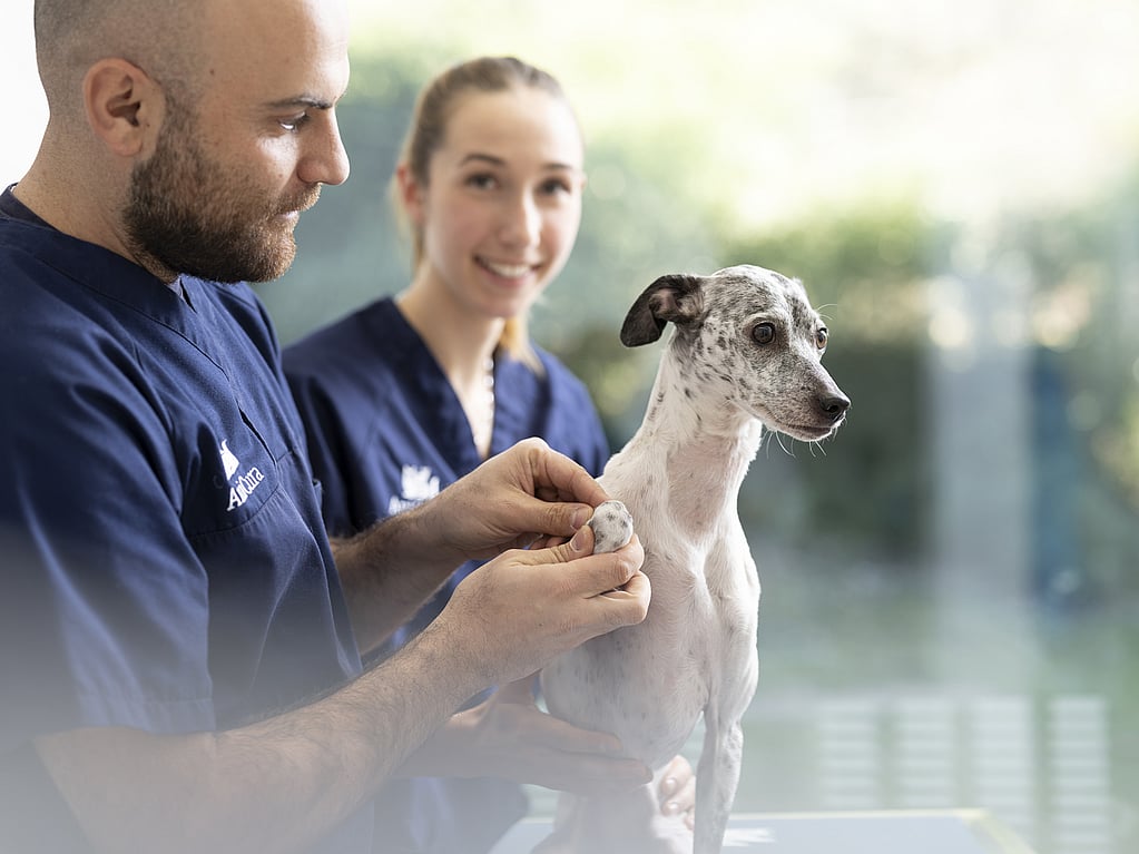 Een persoon en een persoon die een hond vasthoudt.