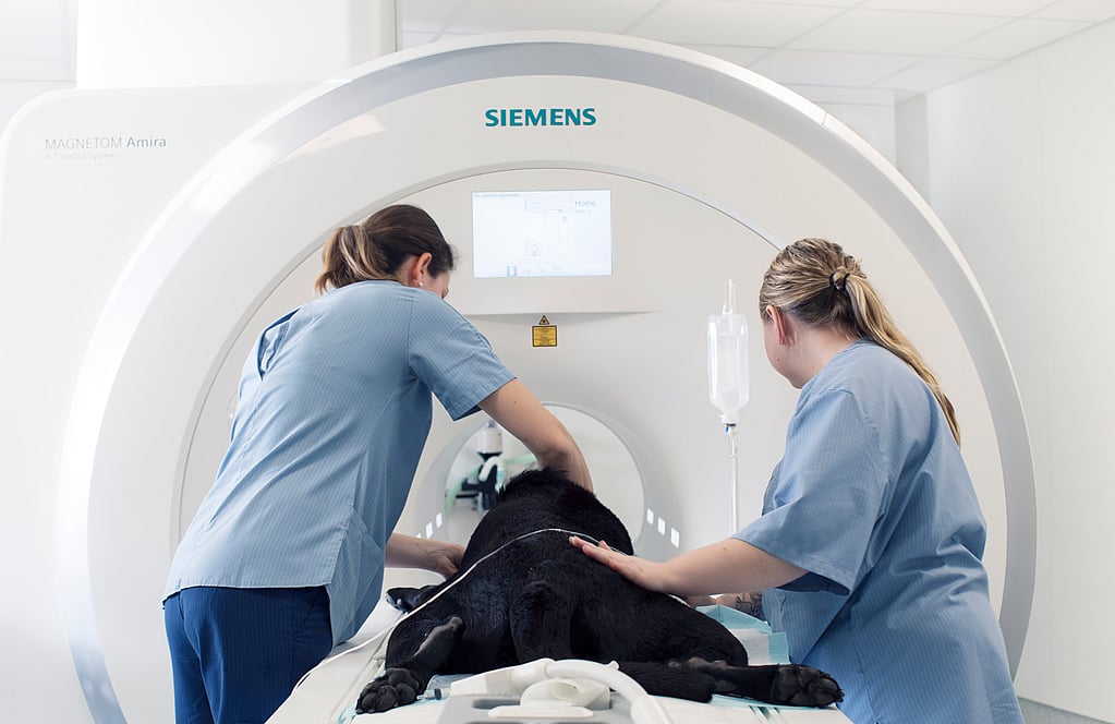 Een groep mensen in scrubs die aan een hond werken.